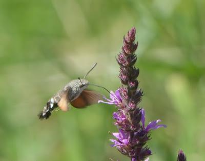 Esfinge colibrí, ciclo anual