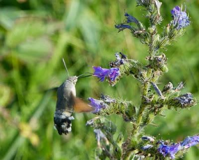 Esfinge colibrí, ciclo anual