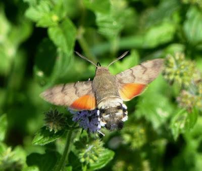 Esfinge colibrí, ciclo anual