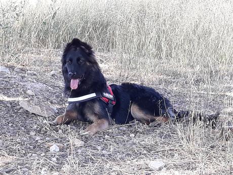 Pastora Alemana  y Labradora