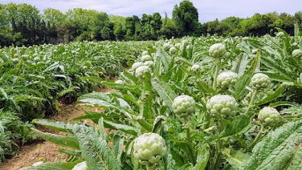 Plantas medicinales para bajar el Colesterol Plantas medicinales para bajar el Colesterol