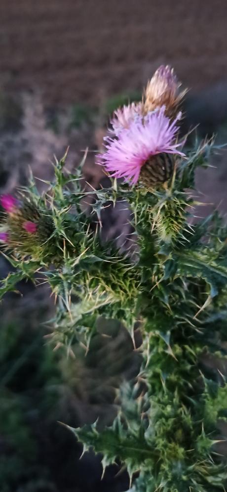 Plantas medicinales para bajar el Colesterol
