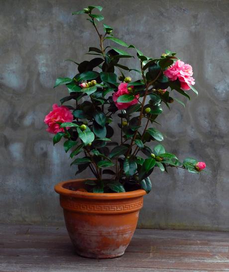 #NuevaRealidad ( Fin de año.)