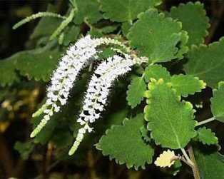 Plantas Medicinales Expectorantes Plantas Medicinales Expectorantes