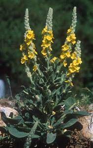 Plantas Medicinales Expectorantes Plantas Medicinales Expectorantes