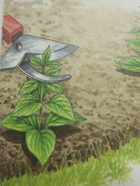 Cuando y cómo cultivar la Salvia