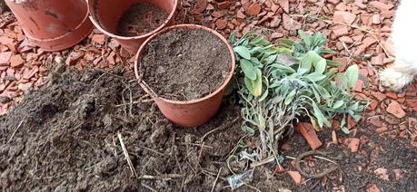 Cuando y cómo cultivar la Salvia