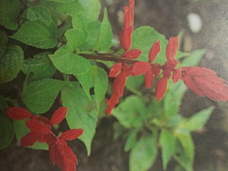 Cuando y cómo cultivar la Salvia
