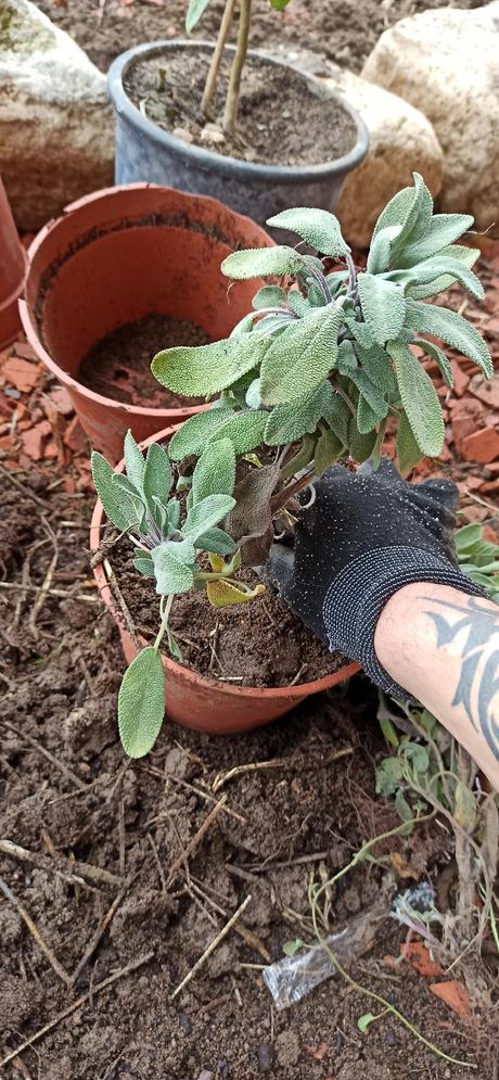 Cuando y cómo cultivar la Salvia