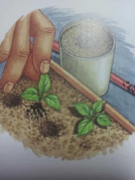 Cuando y cómo cultivar la Salvia