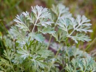 Artemisia absinthium o Ajenjo Informacion medicicinal