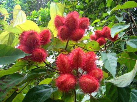 Propiedades medicinales del achiote Propiedades medicinales del achiote