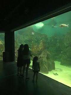 Murciélagos, tiburones, canguros y suricatas en Temaiken