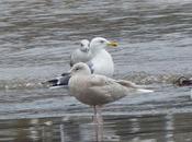 Gavioteando