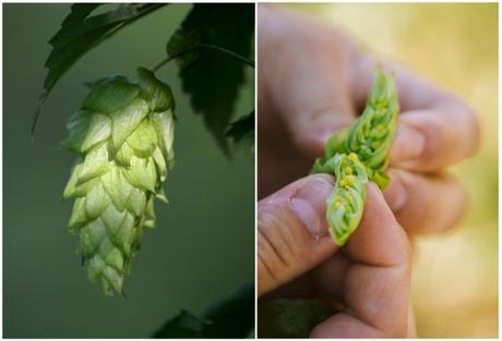 LÚPULO: LA FLOR CLAVE EN LA ELABORACIÓN DE LA CERVEZA