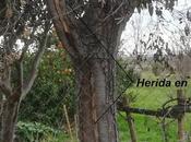 Cicatrizando heridas