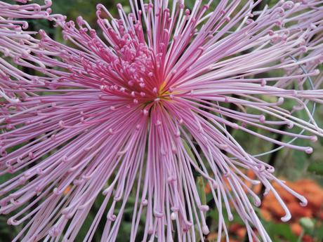 La belleza no es sensual