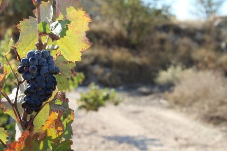 Mainetes Monastrell Crianza 2017