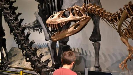 Actividades y talleres en el Museo de Ciencias Naturales