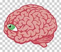 ¿Qué es la Afantasia y como saber si se tiene esta Afección? ¿Qué es la Afantasia y como saber si se tiene esta Afección?