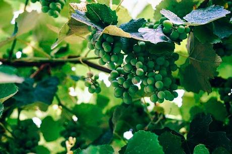 Soñar con uvas Soñar con uvas verdes