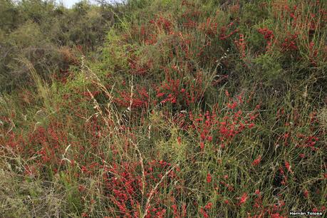 Solupe (Ephedra ochreata)