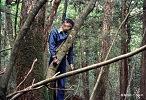 El bosque de Aokigahara El bosque de Aokigahara
