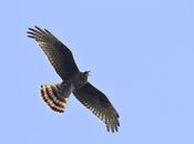 Gavilán planeador presa