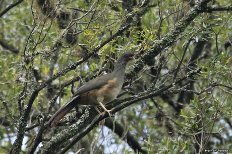 Charata (Ortalis canicollis)