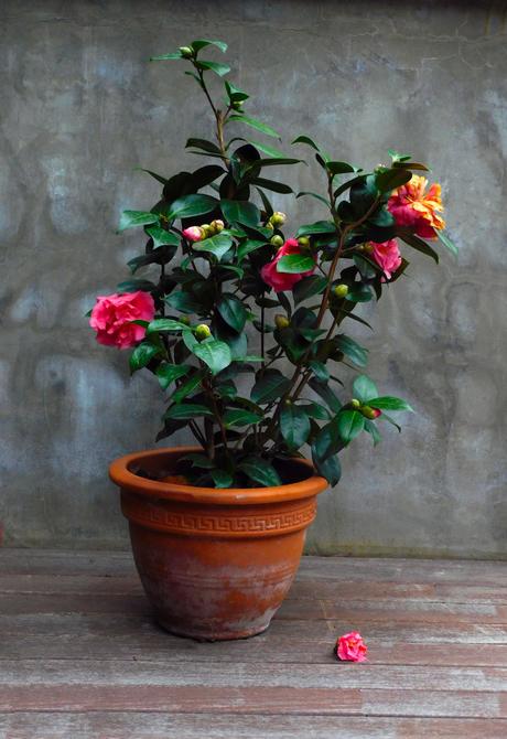 Primera flor caída.