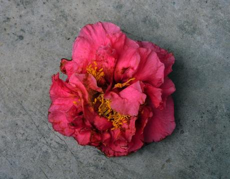 Primera flor caída.