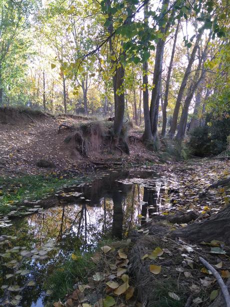 El Campichuelo, de la tierra a las estrellas