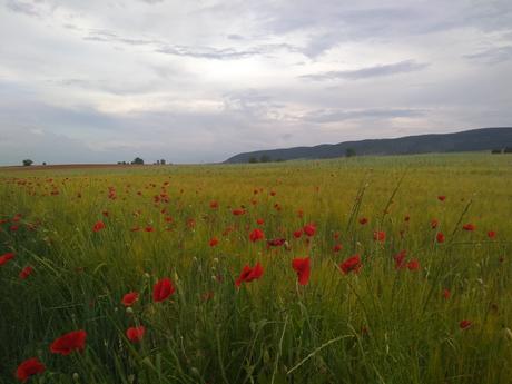 El Campichuelo, de la tierra a las estrellas