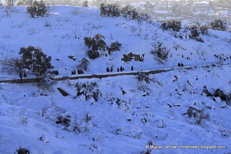 Toda blancura la gran Toledo