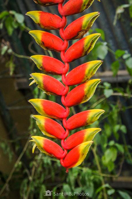 Platanillo Platanillo