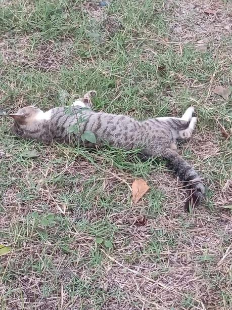 Envenenan perros, gatos y aves en Ciudad Valles