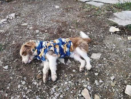 Envenenan perros, gatos y aves en Ciudad Valles