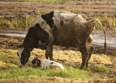 ESPECTÁCULOS CERCANOS