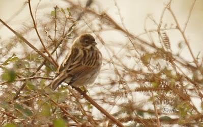 ESPECTÁCULOS CERCANOS