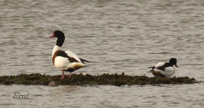 ESPECTÁCULOS CERCANOS
