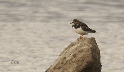 ESPECTÁCULOS CERCANOS