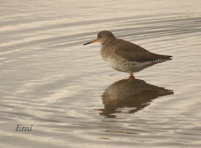 ESPECTÁCULOS CERCANOS