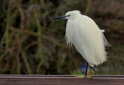 ESPECTÁCULOS CERCANOS