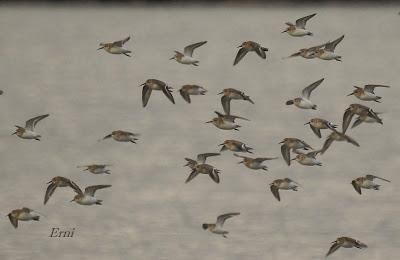 ESPECTÁCULOS CERCANOS