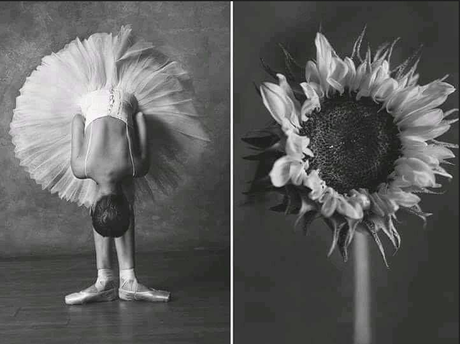Bailarinas versus flores
