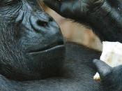 Historia, bebidas alcohólicas.