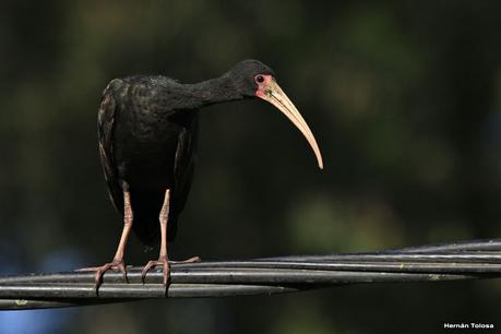 Cuervillos en el cable