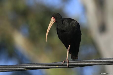 Cuervillos en el cable