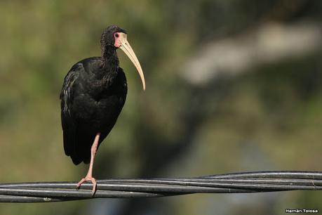 Cuervillos en el cable
