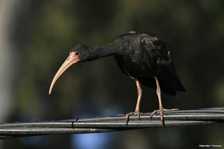 Cuervillos en el cable